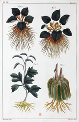 Medicinale planten, China