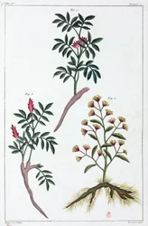 Medicinale planten, China