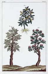 Medicinale planten, China