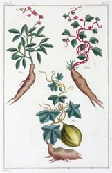 Medicinale planten, China