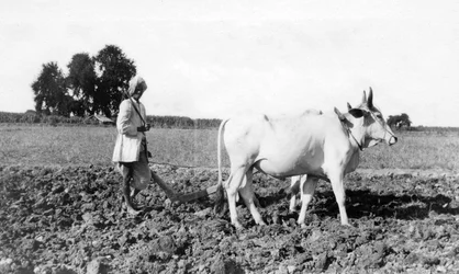 Ploegen in India
