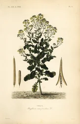 Poolse koolzaad of koolzaadolieplant, Brassica rapa, Brassica campestris, Colza