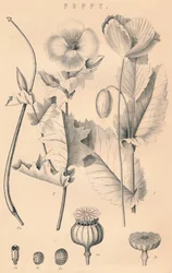 Klaproos