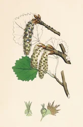 Populus tremula. Esp
