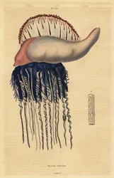 Portugese oorlogsschip, Physalia physalis