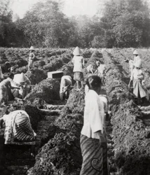 Voorbereiding van irrigatiekanalen op een suikerplantage, Java, Nederlands-Indië, 1927