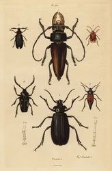 Psalidognathus friendii, Madre de la Culebra, Acanthinodera cumingii, Allocerus dilaticorne, Callipogos barbatus, Anacolus sanguineus en Prionus flavipennis