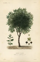 Sporkehoutboom, Rhamnus cathartica