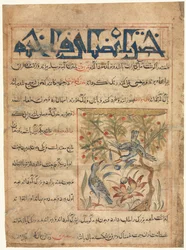 Eigenschappen van Ringduiven recto uit een Manafi al-Hayawan Over het Nut van Dieren, ca. 1300