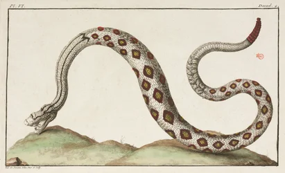 Ratelslang