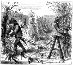 Oogsten en koren ophangen om te drogen, Lake Drie, Canada, 1880