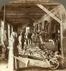 Ontvangst van vis van zeevaartuigen en verpakking voor export - vismagazijn, Aalesund, Noorwegen, ca. 1905