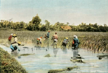 Rijst oogsten, 1900