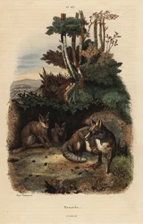 Rode vossen, Vulpes vulpes, buiten een hol