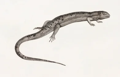 Reptielen: Gigantische anolen