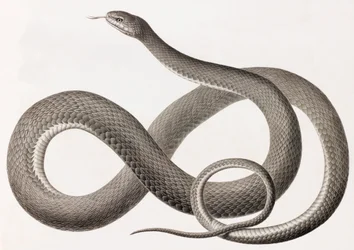 Reptielen: een close-up afbeelding van een illustratie van een slang