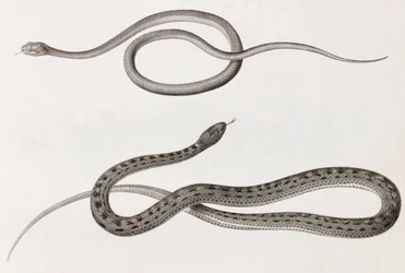 Reptielen: twee close-up afbeeldingen van illustraties van slangen