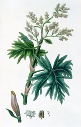 Rabarber, 1823