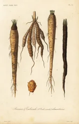 Wortelgroenten, racines et tubercule alimentaires