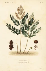 Koningsvaren, Osmunda regalis