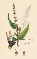 Rumex sanguinens. Bloedaderige Zuring