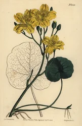 Waterdrieblad, Menyanthes sarmentosa