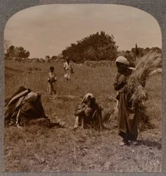 Ruth die aren leest in de velden van Boaz, ca. 1900