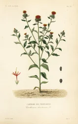 Saffloer, Carthamus tinctorius, Carthame des teinturiers