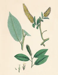 Salix pentandra. Laurierwilg, 19e eeuw
