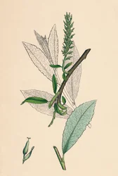 Salix phylicifolia, var. radicans. Theebladige Wilg, var. a., 19e eeuw