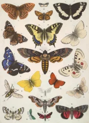 Vlinders