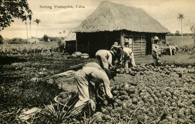 Sorteren van ananassen, Cuba, eind 19e-begin 20e eeuw