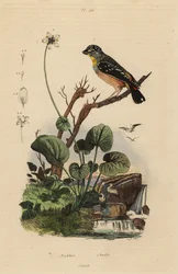 Gevlekte pardalote, Pardalotus punctatus