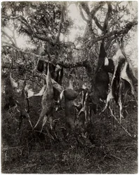 Vreemd fruit