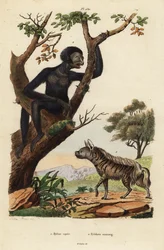 Gestreepte hyena, Hyaena hyaena 1, en siamang, Symphalangus syndactylus, bedreigd 2