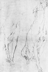 Studie voor de windhond in het portret van de Hertog van Richmond
