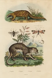 Sunda pangolin, Manis javanica, ernstig bedreigd 1, luipaard, Panthera pardus 4, daas, Tabanus rostratus 3, schorpioenvlieg, Panorpa communis 3