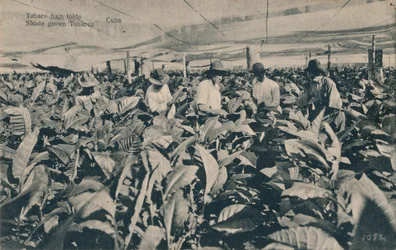 Tabaco bajo toldo. Schaduwtabak - Cuba