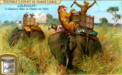 De olifant op tijgerjacht
