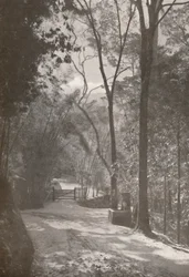 De geest van Tijuca