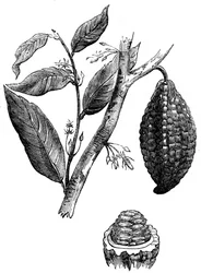 De chocoladenotenboom, 1886