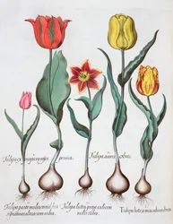Tulpen