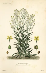 Turkse wrattige kool of Turkse raket, Bunias orientalis, Bunias de Levant