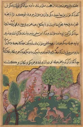 Tuti-Nama Verhalen van een Papegaai: Verhaal XXIX, ca. 1560