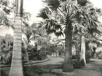 Typische Hawaïaanse tuin, Honolulu, VS, 1895