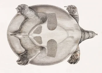Onderkant van een schildpad
