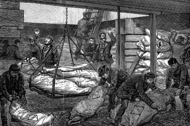 Lossen van bevroren vlees uit Australië, South West India Dock, Millwall, Londen, 1881