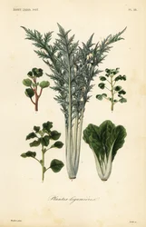 Groenten, plantes legumieres