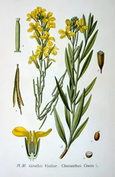 Muurbloem, 1893