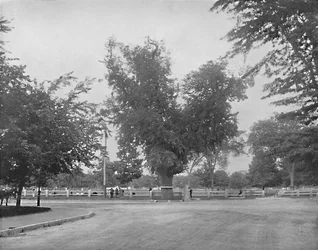 Washington Elm, Cambridge, Massachusetts, ca. 1897